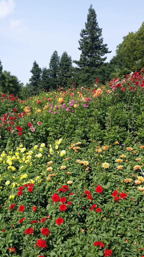 Île de Mainau - des milliers de fleurs